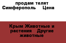 продам телят Симферополь  › Цена ­ 10 - Крым Животные и растения » Другие животные   